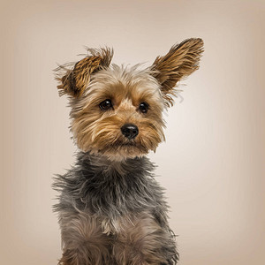 米色背景中强风中的约克夏犬高清图片