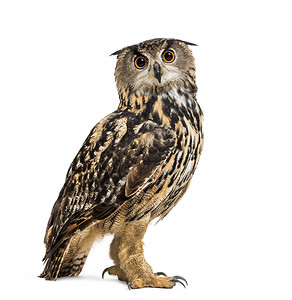 欧亚老鹰owl图片