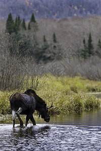 来自魁北克加拿大的一条河流里美丽的雄鹿图片