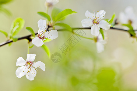 美丽花朵的微距摄影背景图片
