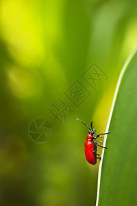 一只小昆虫的微距摄影图片