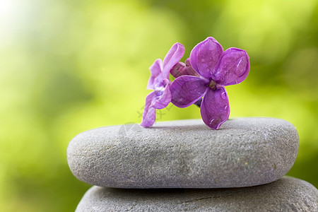 花朵平衡在石头上图片
