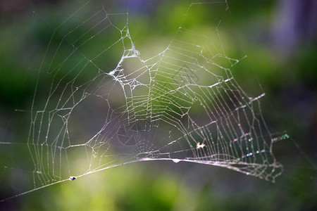 抽象蜘蛛网背景图片