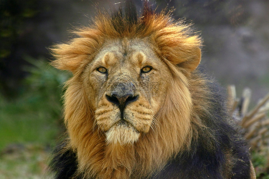 成年雄狮子PantheraL图片
