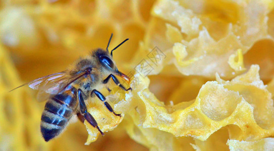 蜂巢上的蜜蜂宏图片