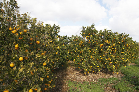 橘子树林里长满了橘子图片