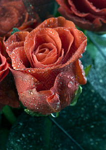 玫瑰花团图片