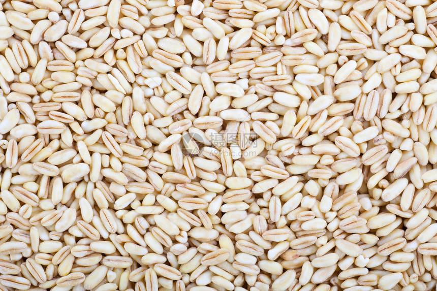 新鲜的Khorasan小麦图象用图片