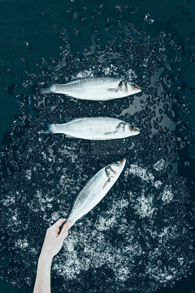 人手和生鲜海鲈鱼的顶部视图黑色冰块图片