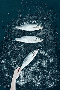 人手和生鲜海鲈鱼的顶部视图黑色冰块图片