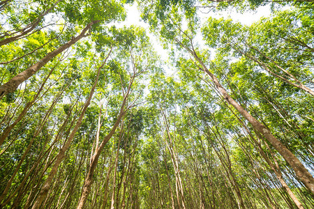橡胶树农种背景绿叶图片
