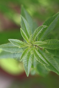 新鲜柠檬马鞭草的特写图片