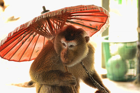 泰国长门附近的猴子2007图片