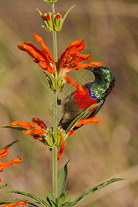 南非怀尔德内斯公园的红色雀斑太阳鸟nectarieniasene图片