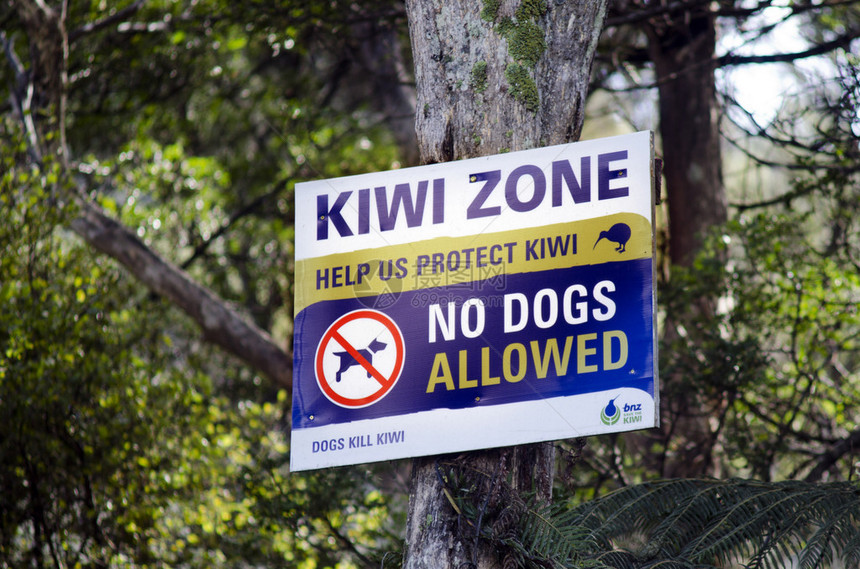狗是对Kiwi生存的最大威胁之一图片