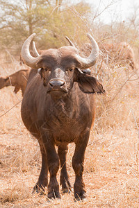 非洲水牛站立面对摄影机全长的图片