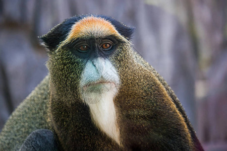 滑稽金猴子的肖像向远看维特南图片