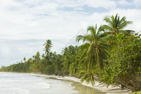多巴哥岛上的海滩图片