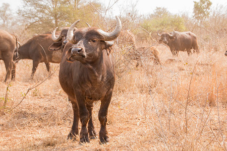非洲水牛站着面对摄影机看着警报头抬起头部在幕图片