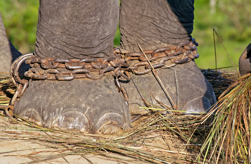 尼泊尔Chitwan公园育种中心的链条大象脚图片