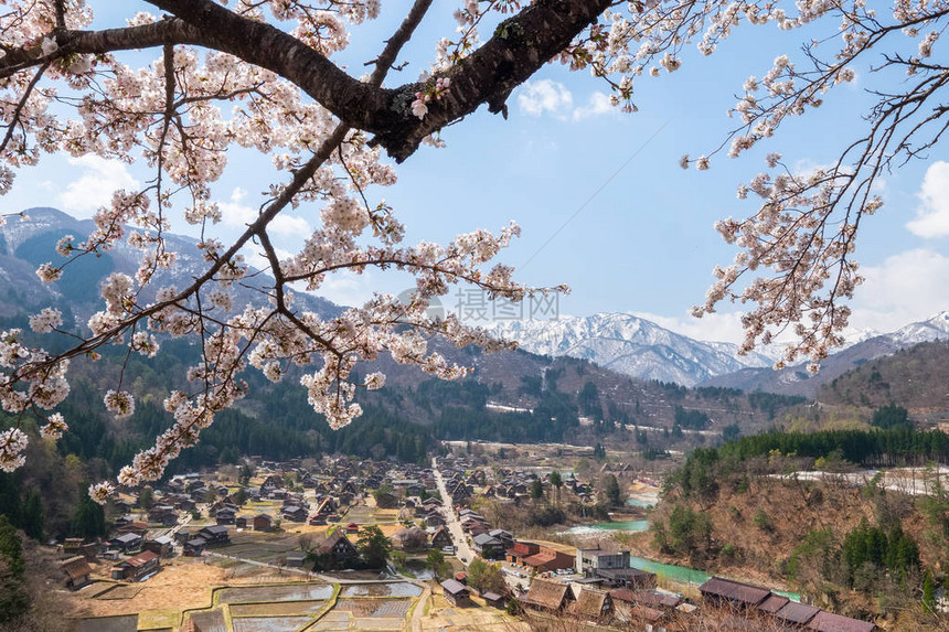 漂亮的樱花花枝图片