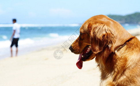 一条狗在沙滩上等他的主人图片