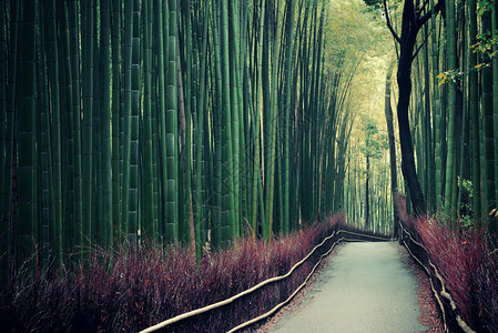 日本京都岚山的竹林背景图片