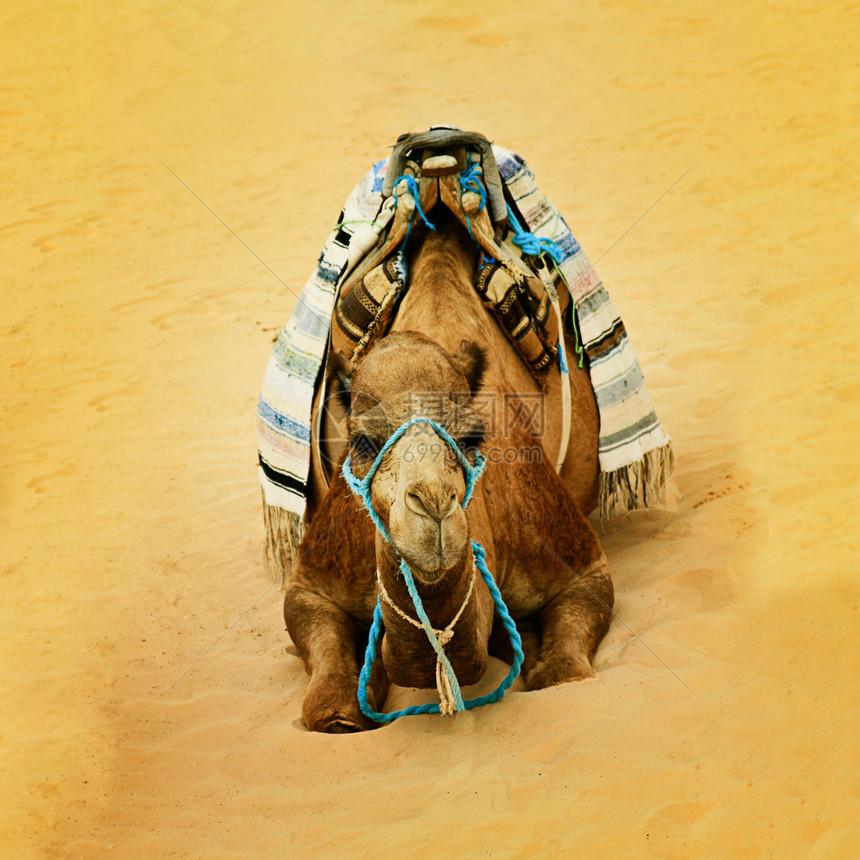 骆驼在沙漠中休息图片