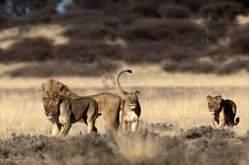 南非KgalagadiTransfontier公园的Safari图片