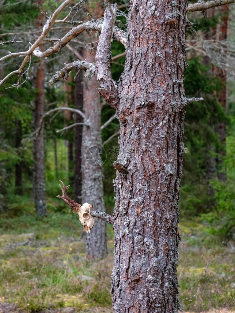 秋天的干松树林树干和鹿头骨模糊背图片