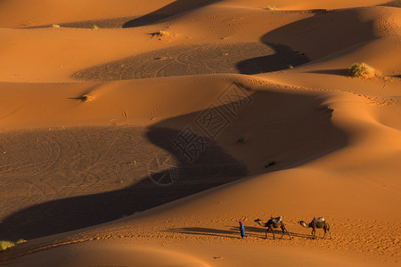 沙漠骆驼大篷车在面包车图片