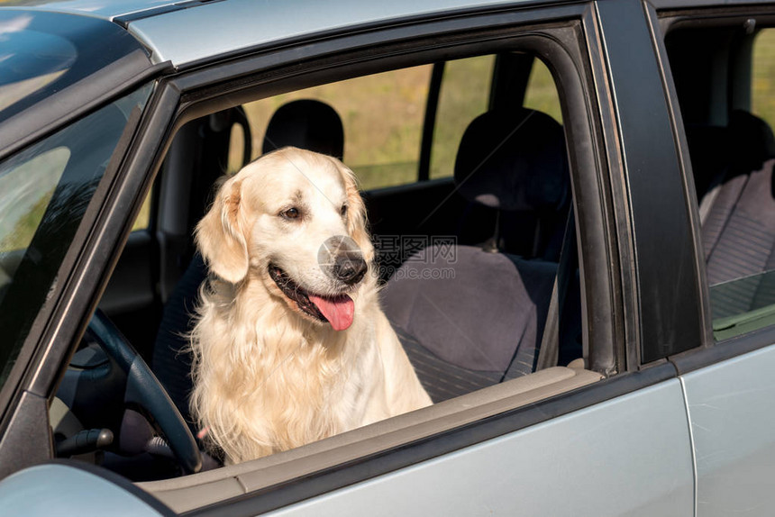 美丽的金毛猎犬在田野里看着车窗外图片