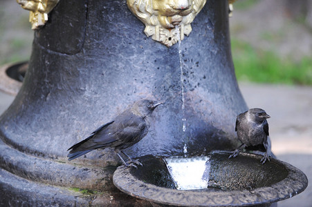 鸟类从水源中饮水图片