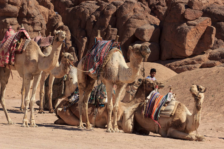 骆驼商队在沙漠滩上休息三只骆驼在休息的骆图片