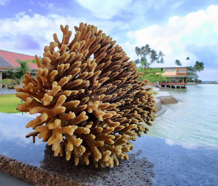 珊瑚印度尼图片