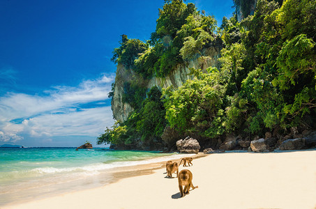 猴子在泰国菲济群岛的猴滩等待食物图片