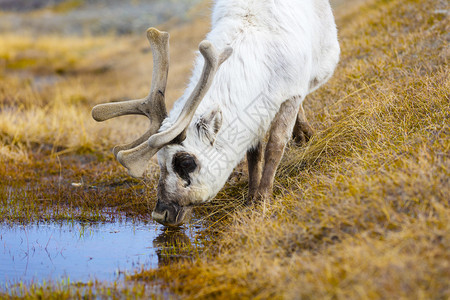Svalbard的驯鹿饮用水图片