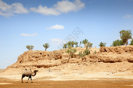 骆驼穿过沙漠图片