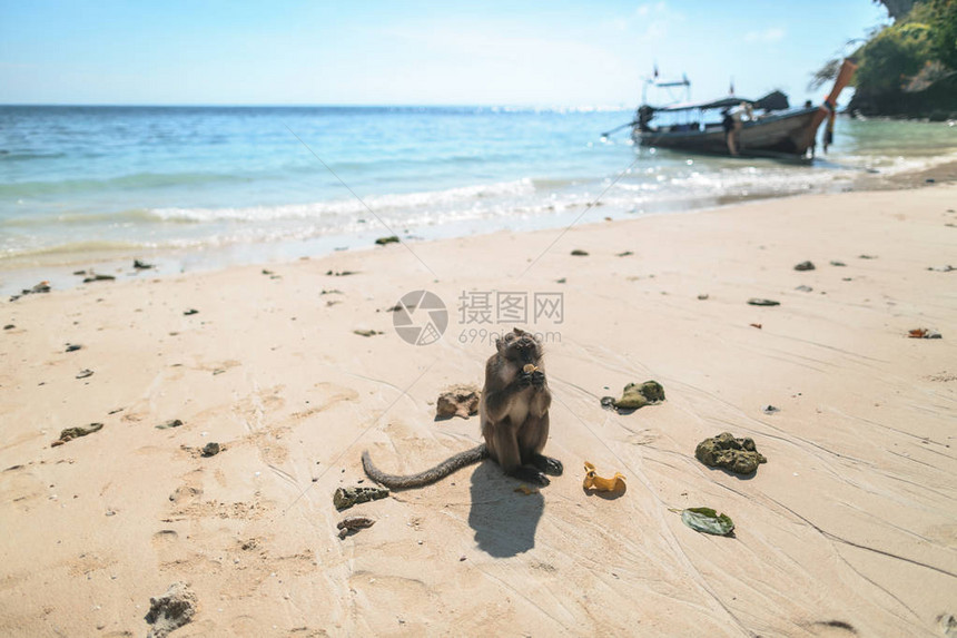 泰国菲群岛海滩上猴子吃香图片