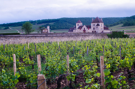 法国乡村的葡萄园图片