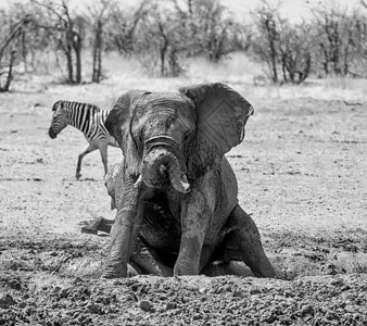 非洲少年大象在纳米比亚的热带草图片