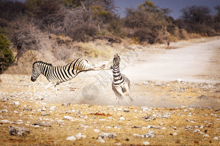 非洲纳米比亚Etosha公园的图片