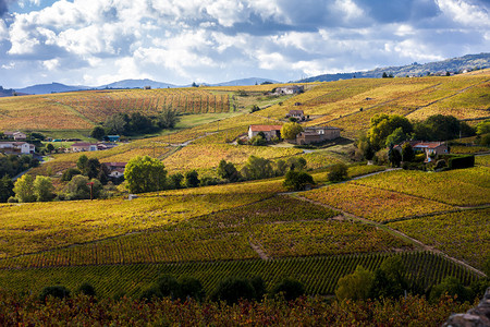 法国RhoneAlpes的Beaujol图片