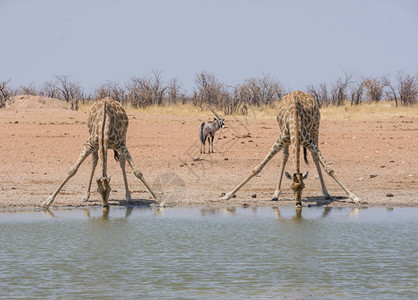 在纳米比亚大草原的一个水洞里饮用一图片