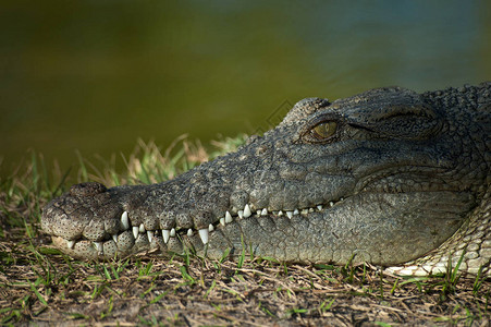 在沼泽旁休息的鳄鱼图片