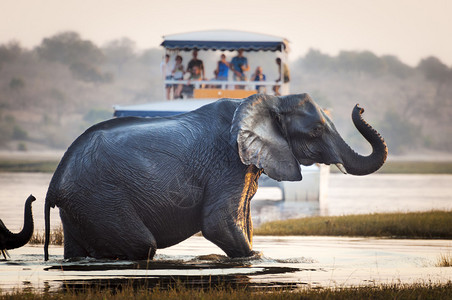 游客在非洲博茨瓦纳乔贝公园观看大象过河图片