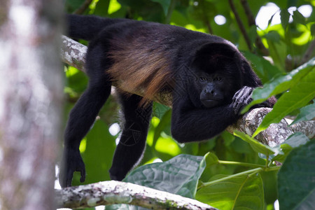 在哥斯达黎加雨林的一棵树上紧贴图片