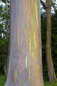 毛伊岛五颜六色的彩虹桉树皮特写图片