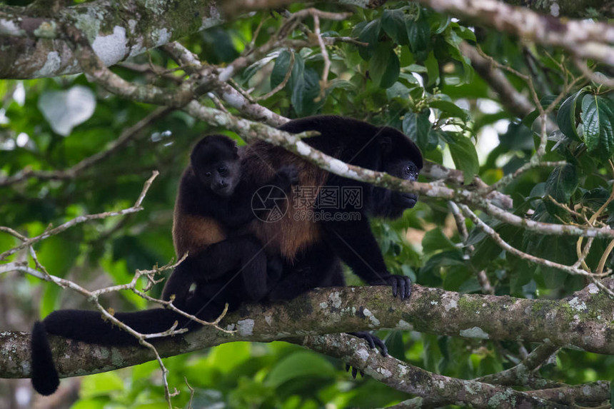 在哥斯达黎加的雨林树上有一只小猴子在妈背上图片