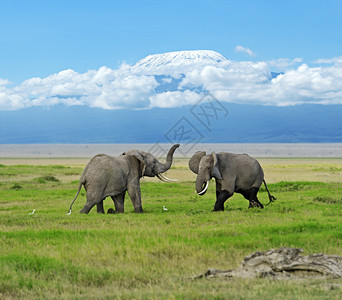 非洲草原的Ambose图片